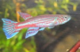 Avatar du membre